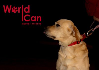 Curso de adiestramiento canino en la seca Valladolid de la mano de Marcos Velasco, adiestrador profesional titulado por ANACP
